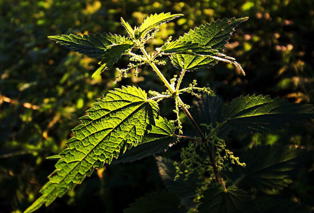 Nettle untuk meningkatkan potensi
