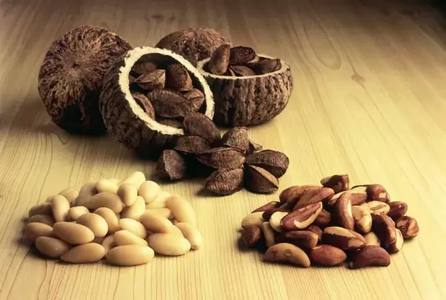 Walnut Brazil untuk potensi