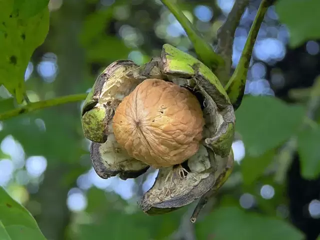 Walnut untuk potensi