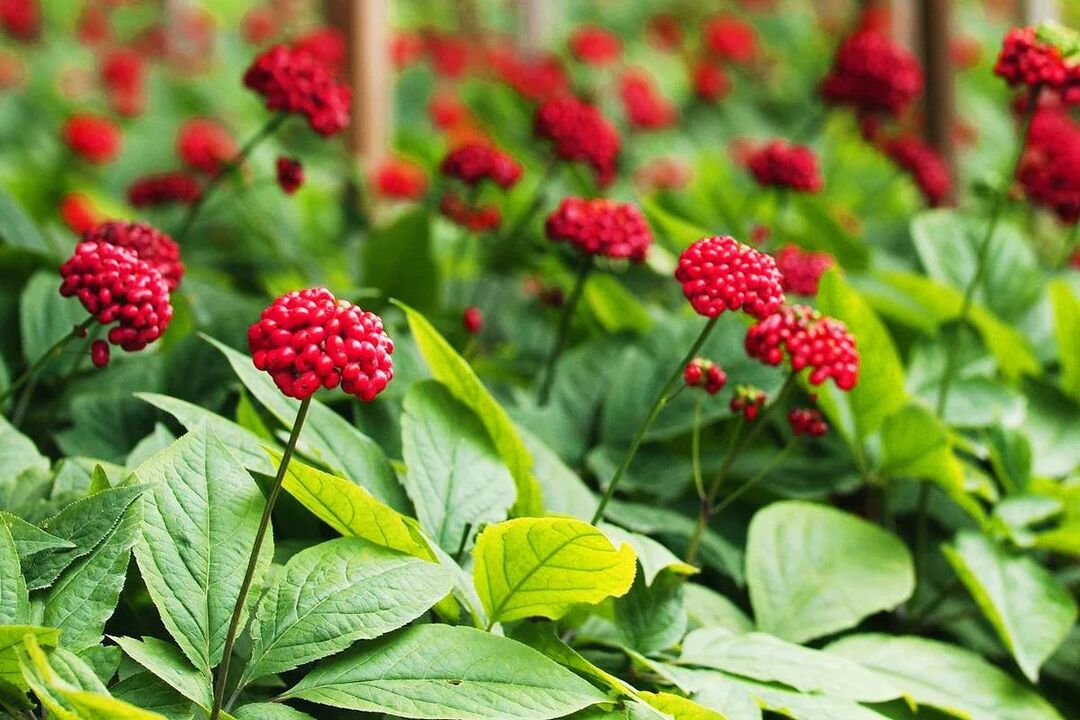 Herba perubatan ginseng untuk potensi